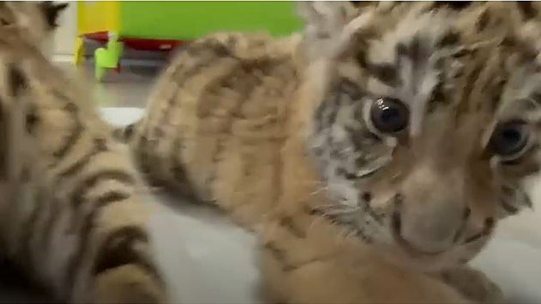 El pequeño pueblo de la provincia de Cádiz que ha visto nacer a dos tigres de bengala: «Es una de las especies más amenazas del mundo»