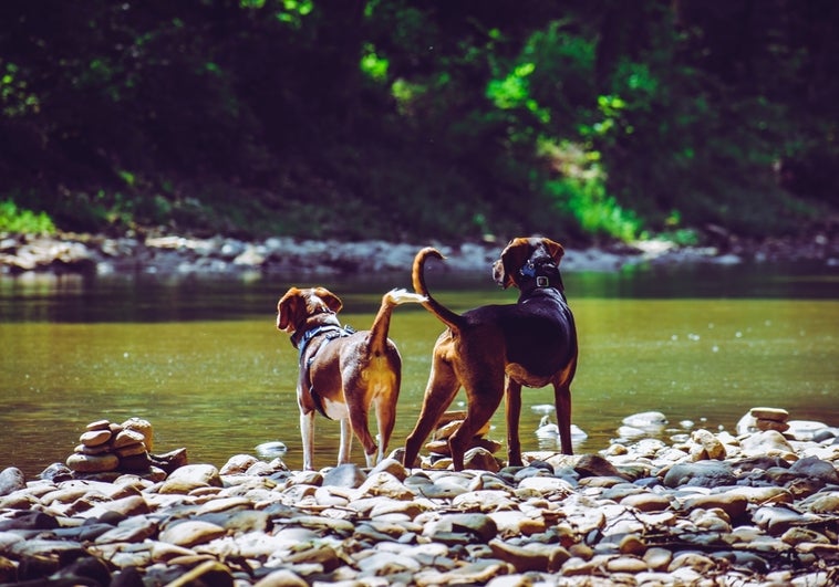 Mejores destinos pet-friendly para viajar con perros fuera y dentro de España