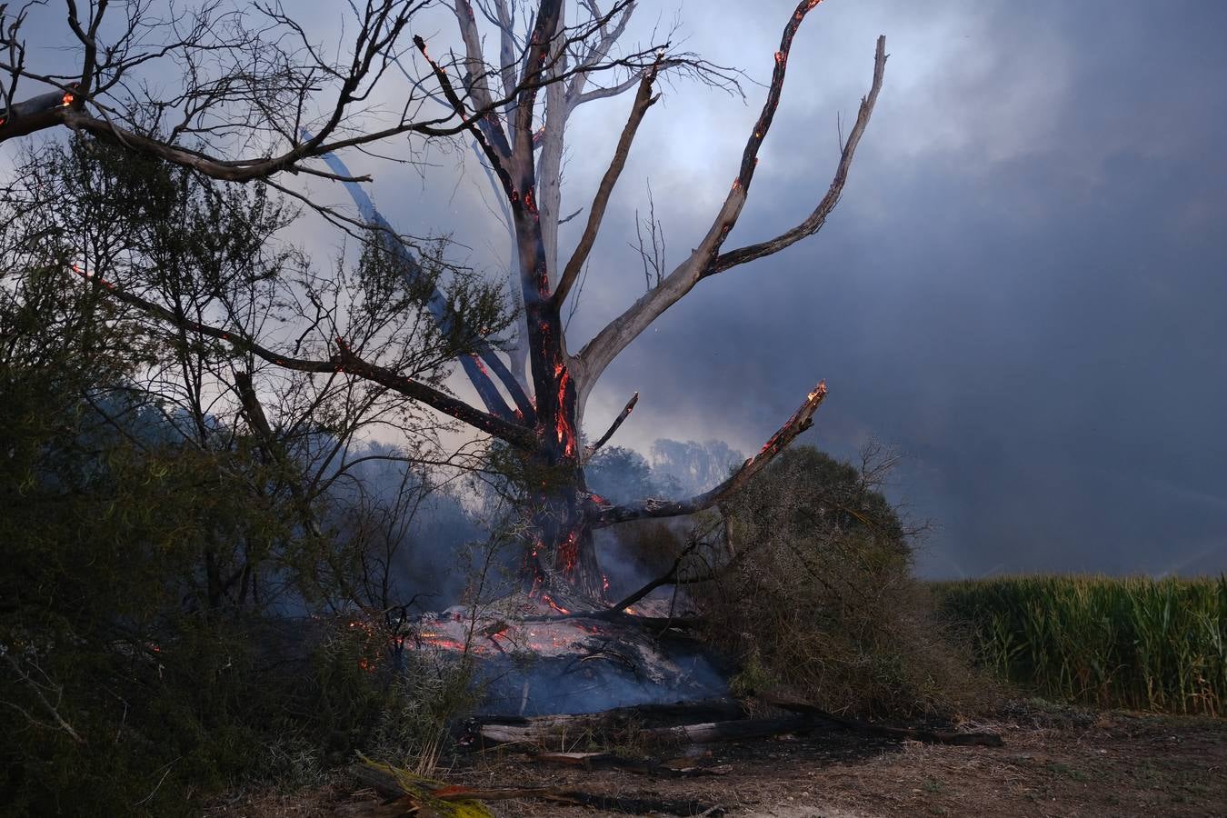 El levante ha dificultado el control del fuego en Jerez