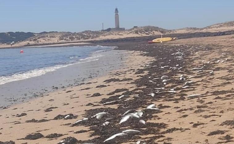 Vídeo: Aparecen cientos de peces muertos en la orilla de una de las playas de Los Caños de Meca, en Barbate