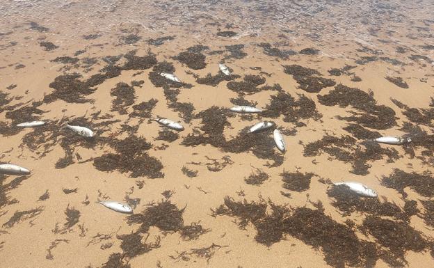 Vídeo: Aparecen cientos de peces muertos en la orilla de una de las playas de Los Caños de Meca, en Barbate