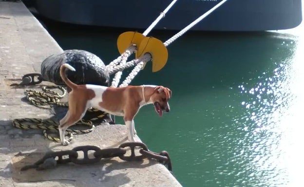 Surco en pleno desarrollo de sus labores en el Puerto de Cádiz