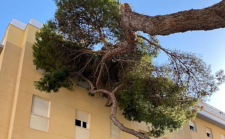 Cae un pino sobre un edificio en la Plaza del Árbol en Cádiz