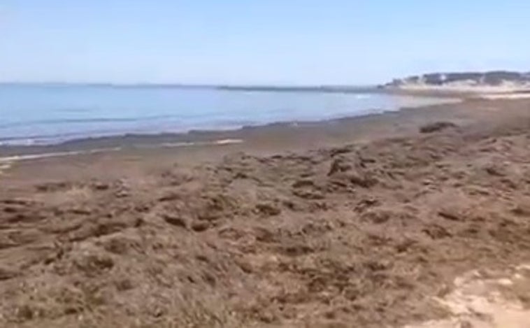 El alga asiática sigue invadiendo las playas de Cádiz