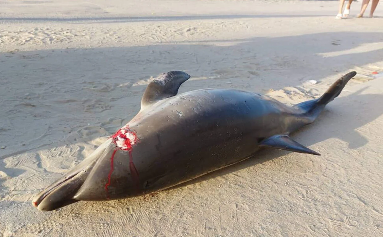 Imagen del delfín donde se aprecia el impacto