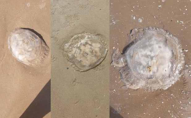 Más medusas en las playas de Cádiz este fin de semana