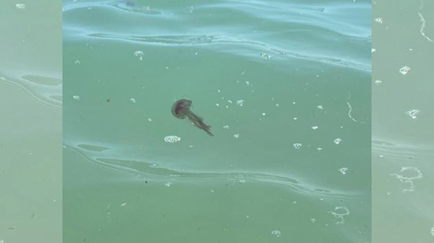 Más medusas en las playas de Cádiz este fin de semana