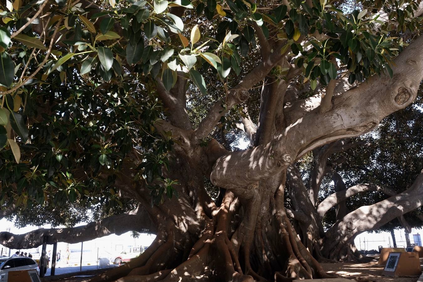 Las imágenes de los ficus centenarios de Cádiz