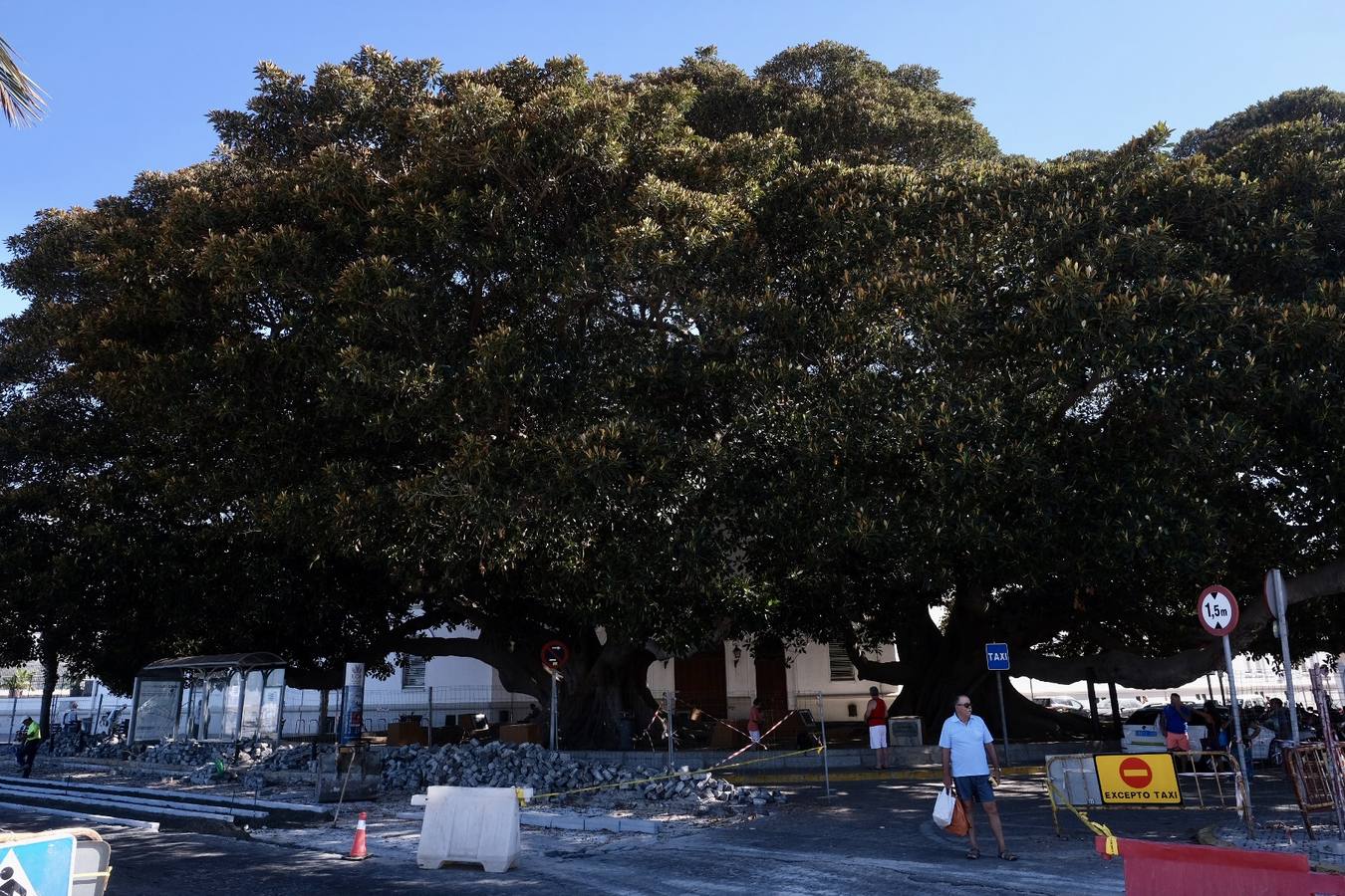 Las imágenes de los ficus centenarios de Cádiz