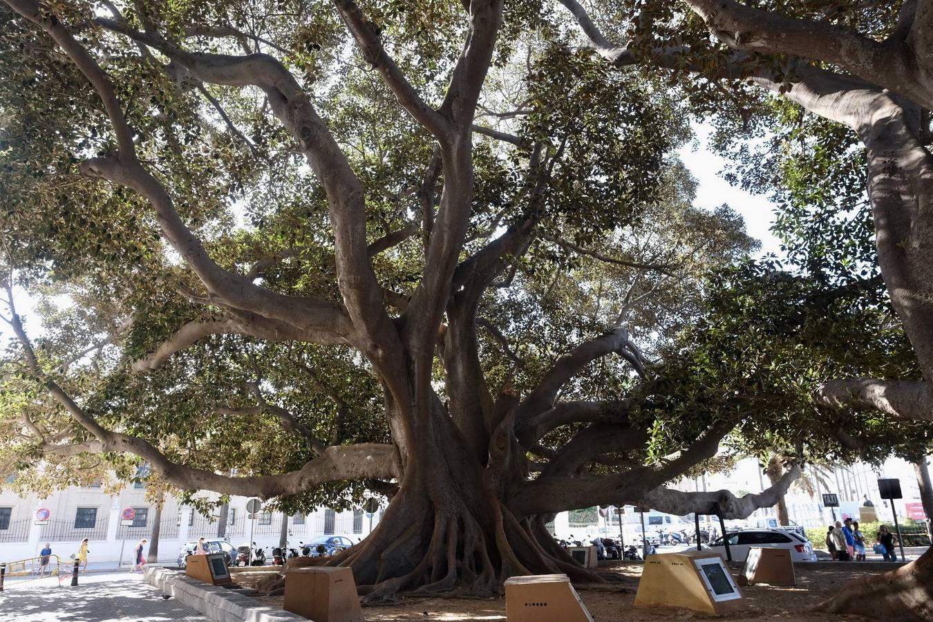 Las imágenes de los ficus centenarios de Cádiz