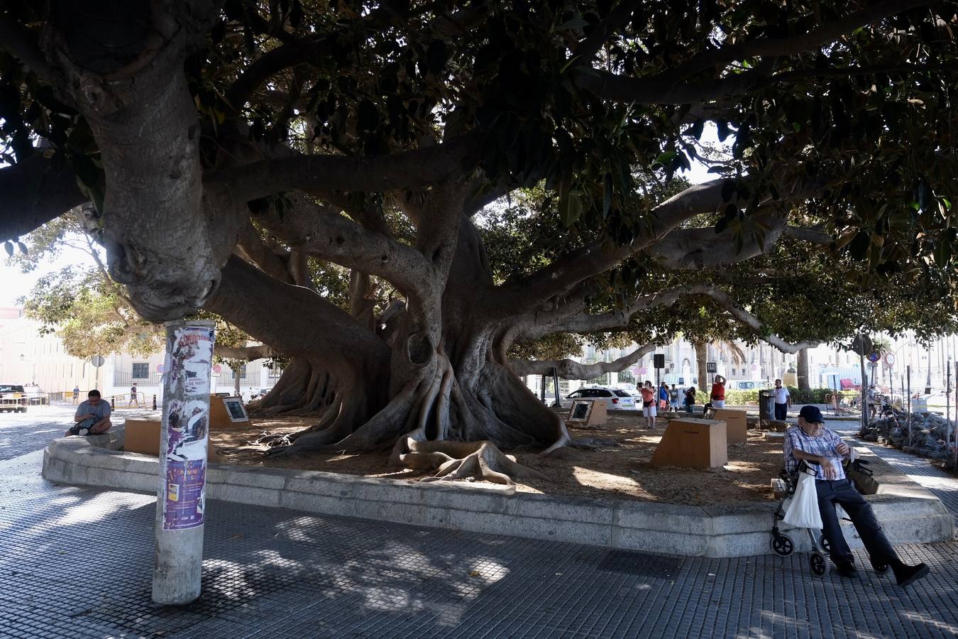 Las imágenes de los ficus centenarios de Cádiz