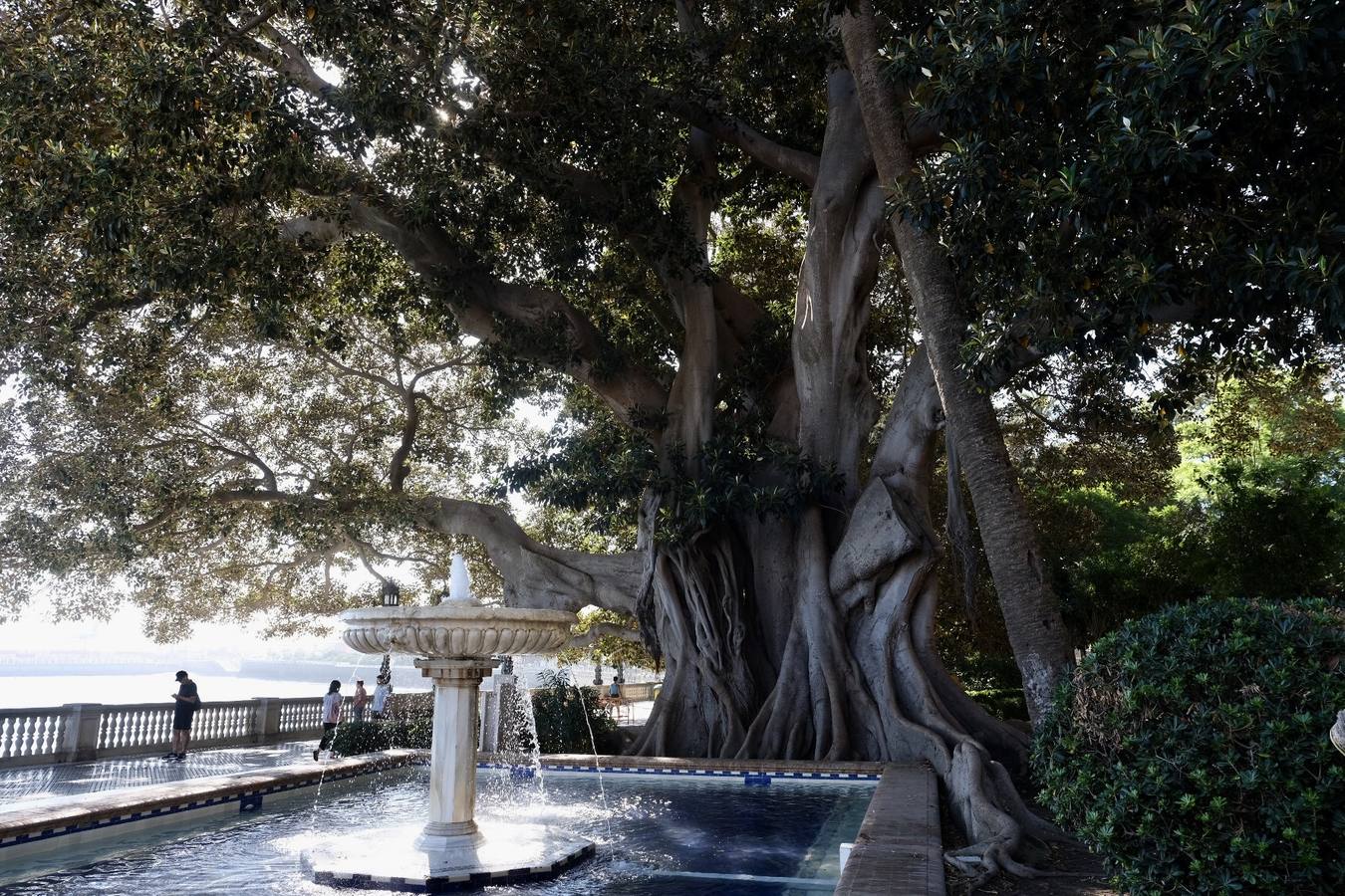 Las imágenes de los ficus centenarios de Cádiz