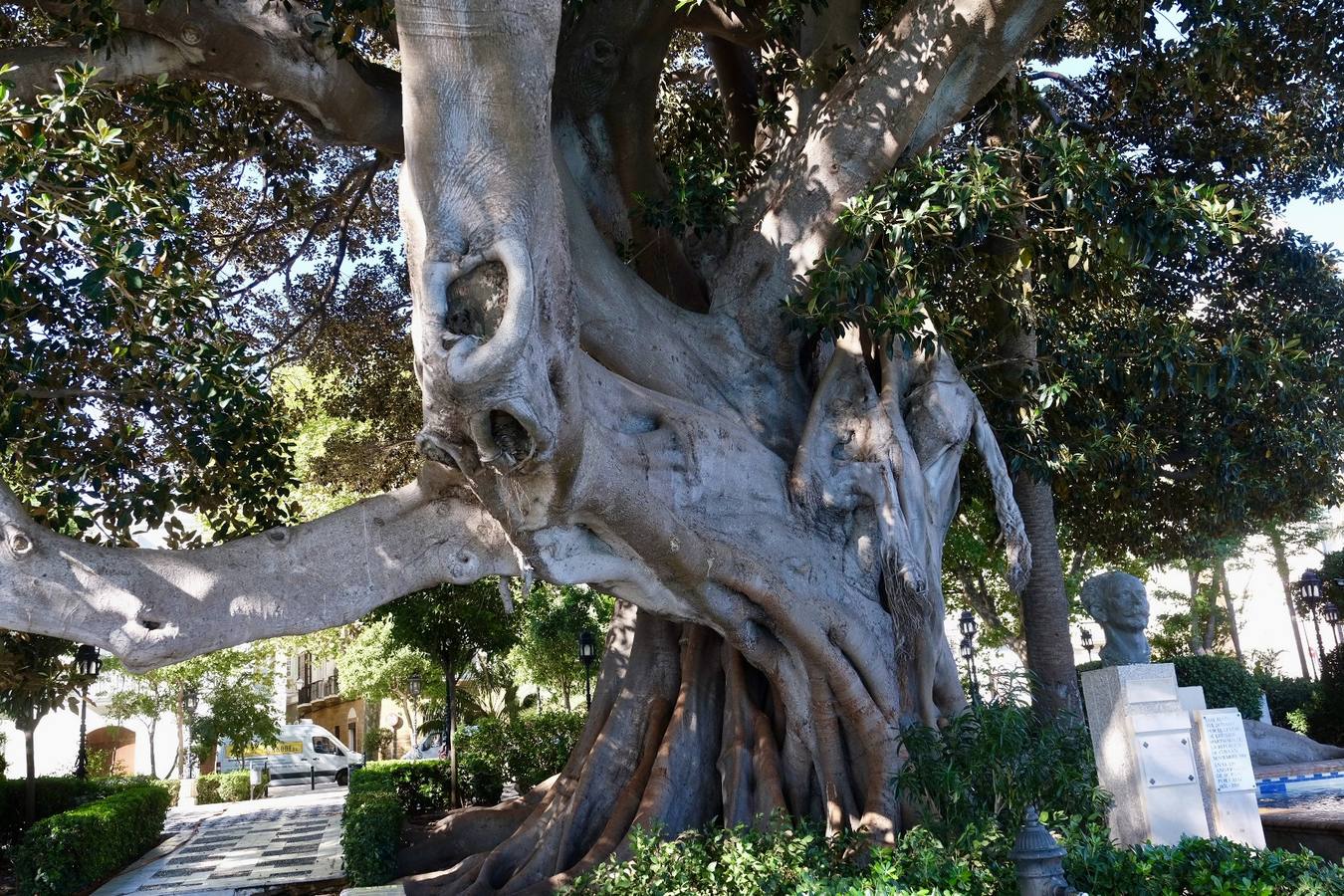 Las imágenes de los ficus centenarios de Cádiz