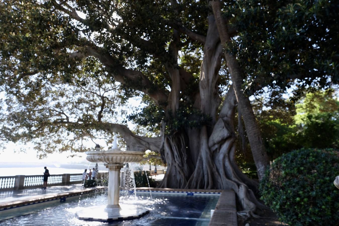 Las imágenes de los ficus centenarios de Cádiz