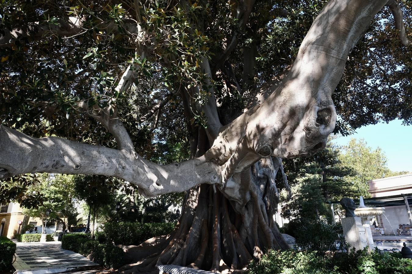 Las imágenes de los ficus centenarios de Cádiz