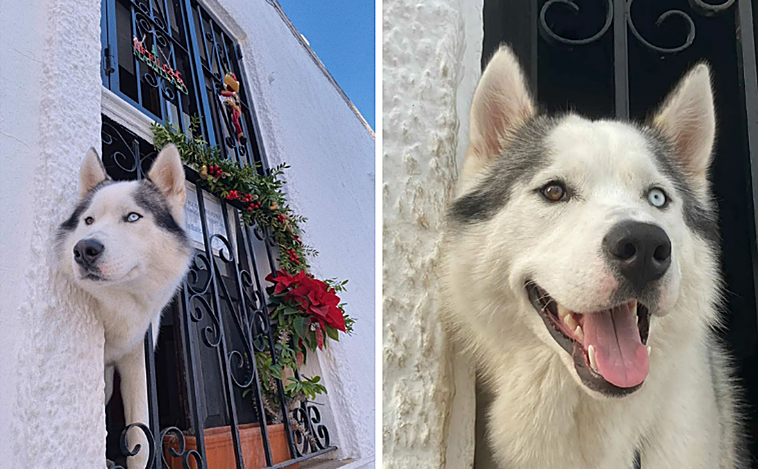 Halong, el perro más famoso de Vejer, se queda en casa: «Sin él en su ventana no es lo mismo»