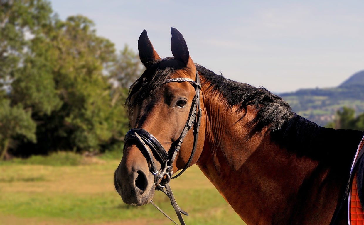 Imagen de un caballo