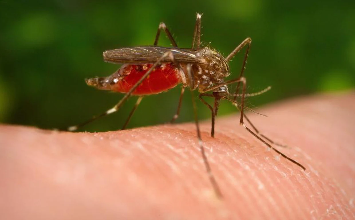 El virus se transmite a través de la picadura de mosquito.
