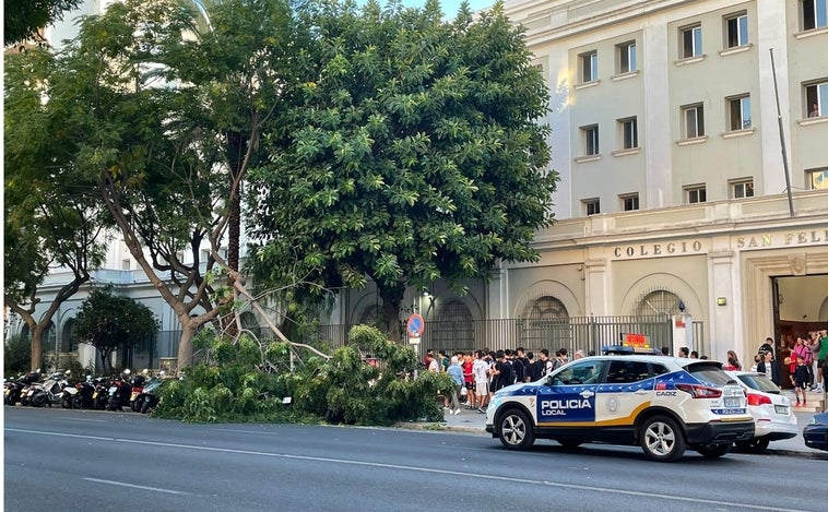 Cs pide a Kichi un Programa de Gestión de Riesgo del Arbolado urgente