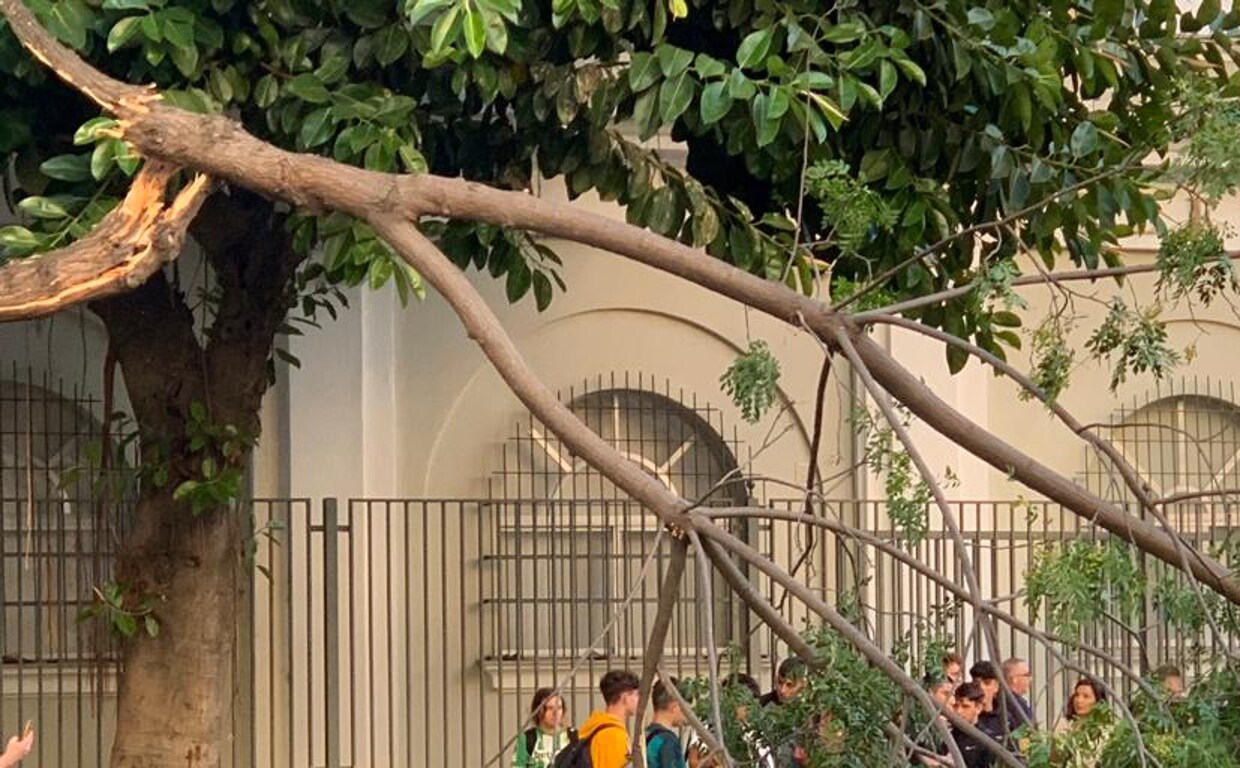 Rama de árbol que cayó junto al colegio San Felipe.