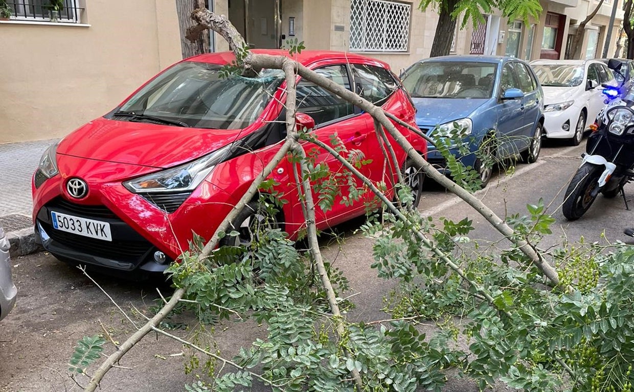 Uno de los árboles que han caído esta semana en la ciudad.