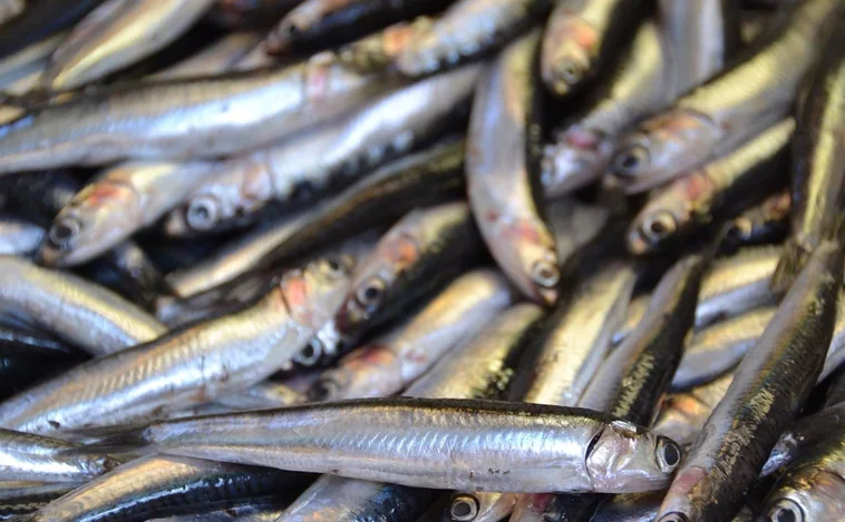 Investigadores estudian el reclutamiento del boquerón y la sardina en Cádiz