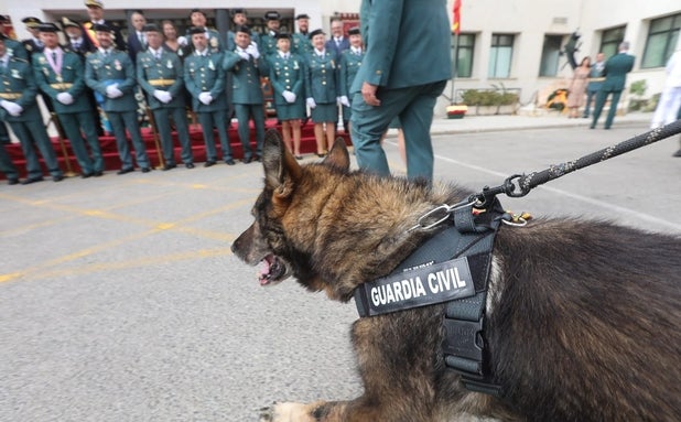 Roger, el perro de la Guardia Civil de Cádiz experto en detectar tabaco de contrabando y droga, reconocido por su servicio