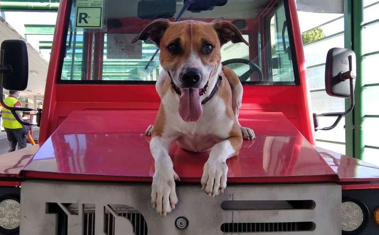 Surco, un perro rescatado de un refugio que ahora es detector de explosivos con la Guardia Civil de Cádiz.