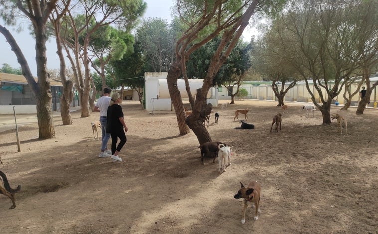 Refugio Kimba: La protectora animal más antigua de España está en Chiclana