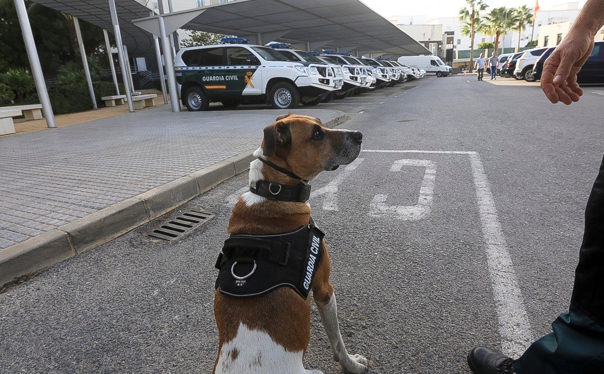 Fotos: Así se preparan los perros detectores de la Guardia Civil en Cádiz