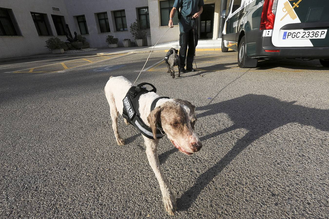 Fotos: Así se preparan los perros detectores de la Guardia Civil en Cádiz