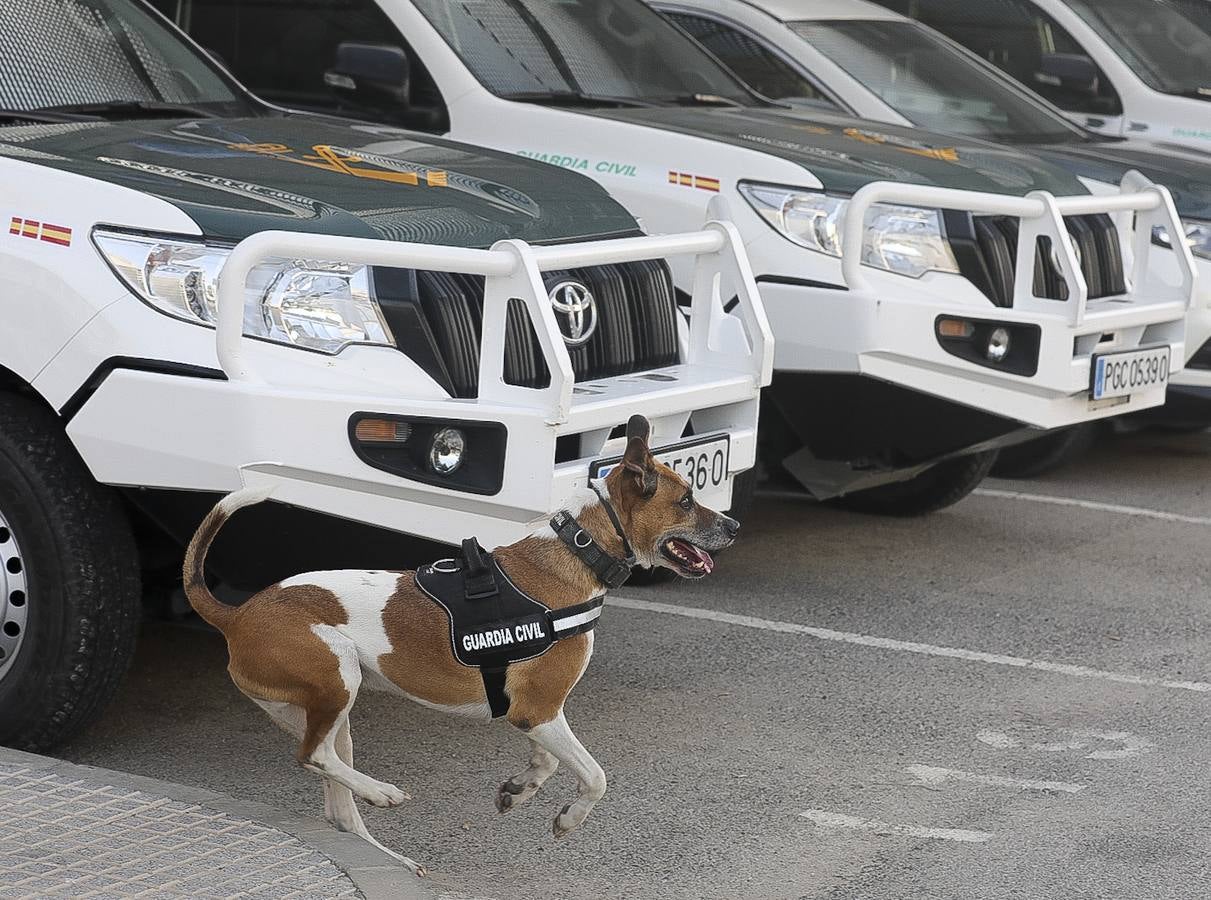 Fotos: Así se preparan los perros detectores de la Guardia Civil en Cádiz