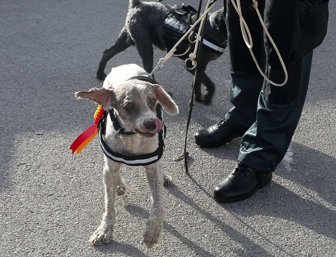 Fotos: Así se preparan los perros detectores de la Guardia Civil en Cádiz