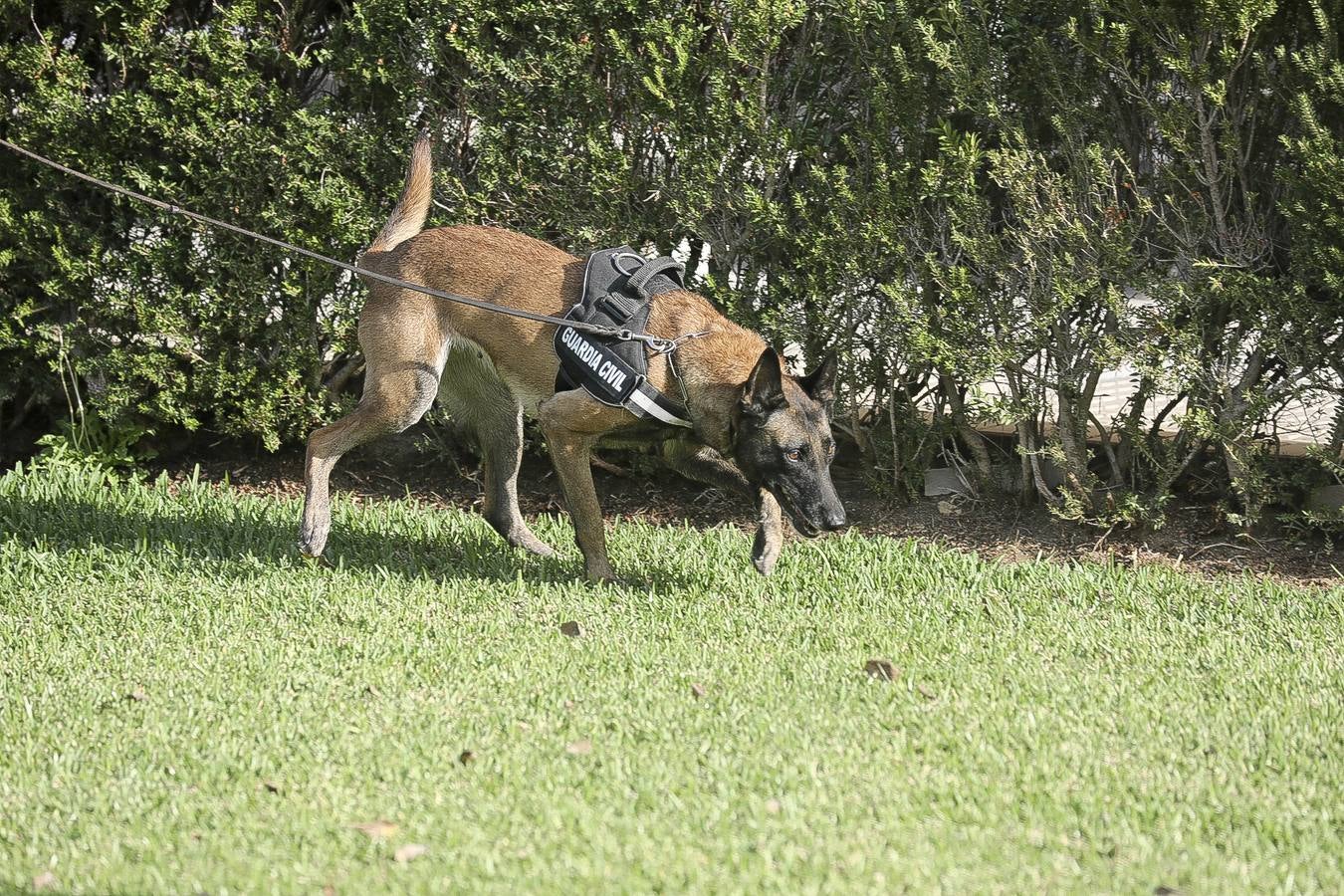 Fotos: Así se preparan los perros detectores de la Guardia Civil en Cádiz