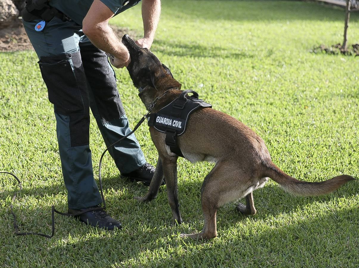 Fotos: Así se preparan los perros detectores de la Guardia Civil en Cádiz