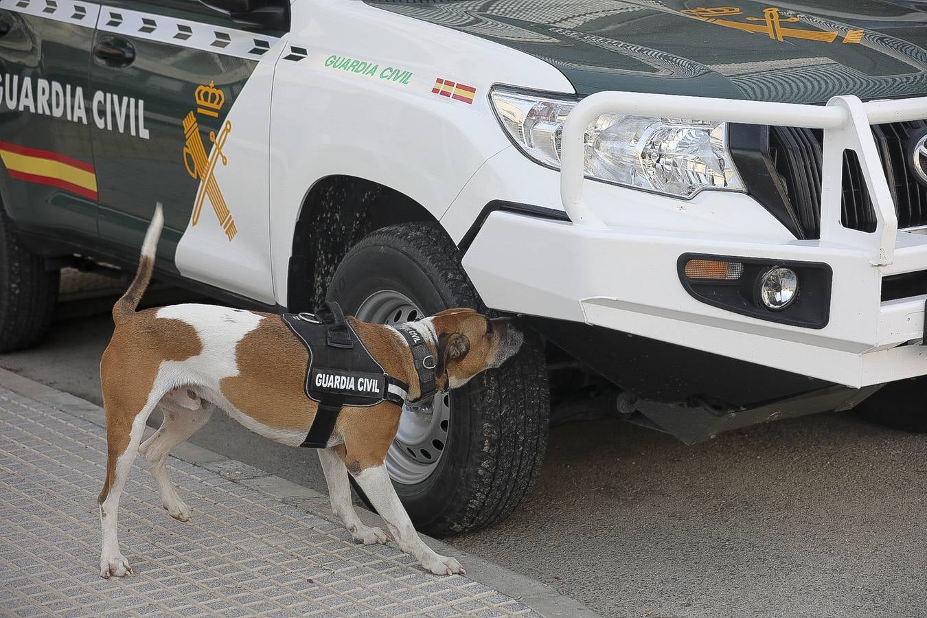 Fotos: Así se preparan los perros detectores de la Guardia Civil en Cádiz