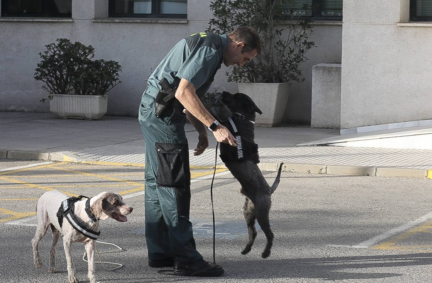 Fotos: Así se preparan los perros detectores de la Guardia Civil en Cádiz