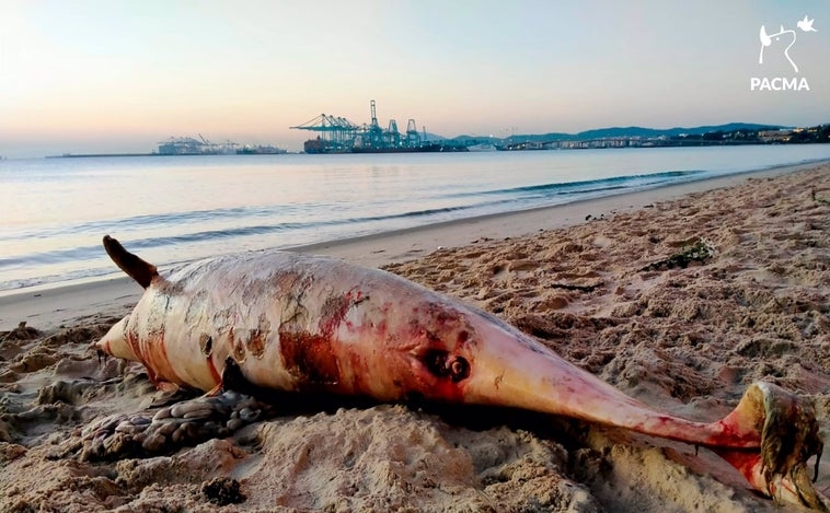 Aparece un delfín muerto con signos de violencia en una playa de Cádiz