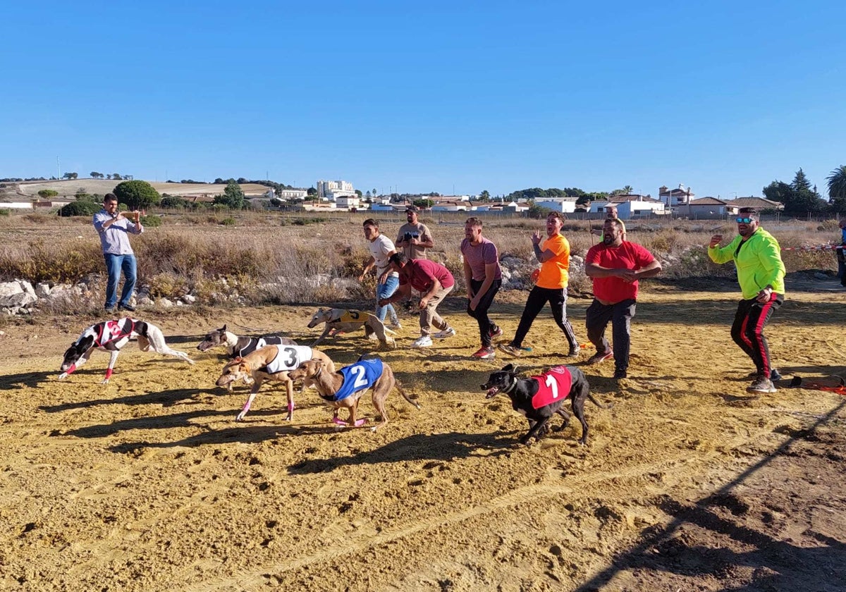 Galgos en Chiclana.