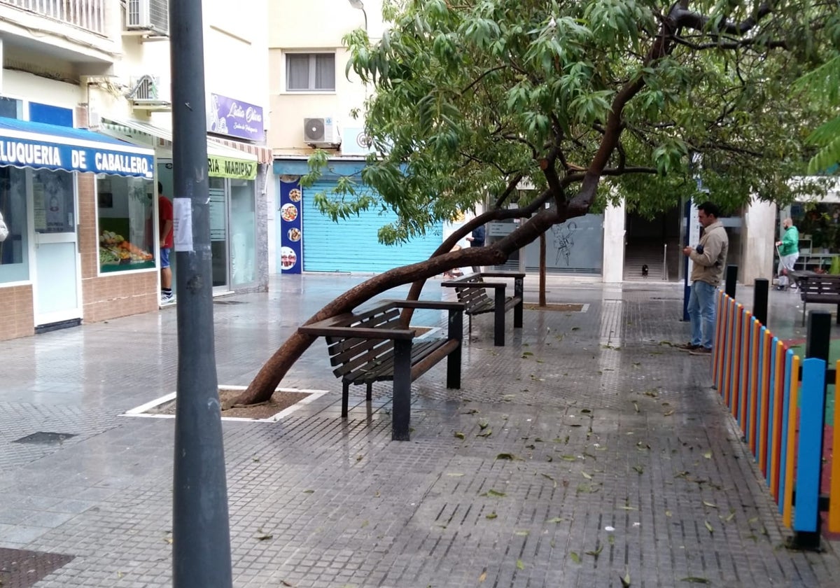 La falta de mantenimiento, causa del deterioro de estos dos árboles en la Laguna, en Cádiz