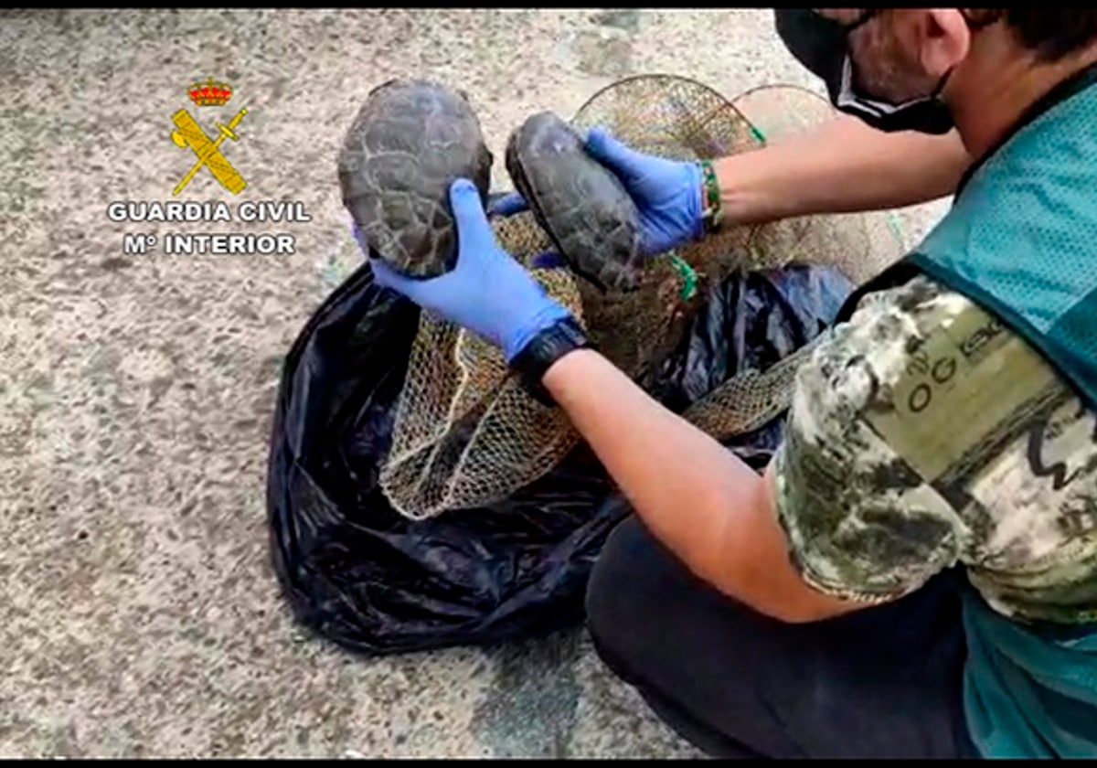 Investigados por transportar más de cien tortugas en bolsas de plástico