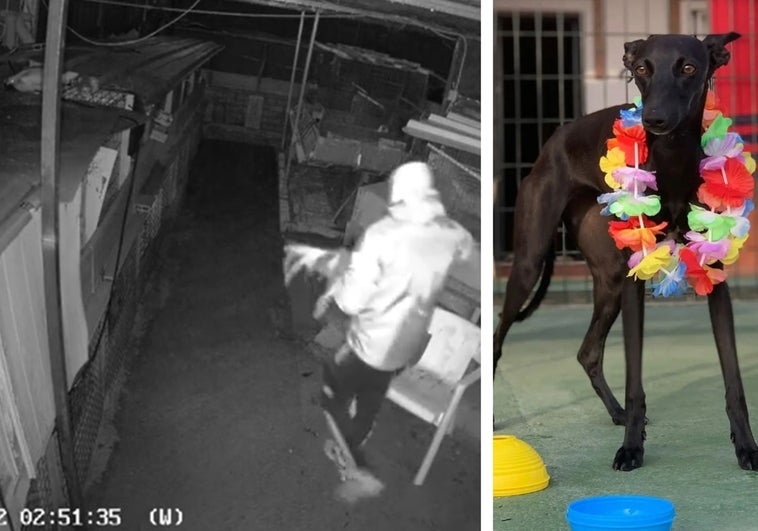 Roban en una casa de Guadalcacín y se llevan a 'Bimba', una galga de dos años: «Por favor, tenemos que encontrarla»