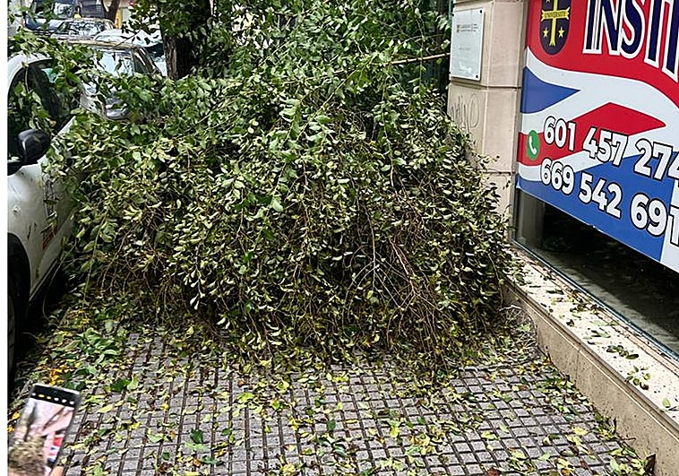 Cae otro árbol en Cádiz: una gran rama de olmo se desploma sobre la acera de la calle Acacias