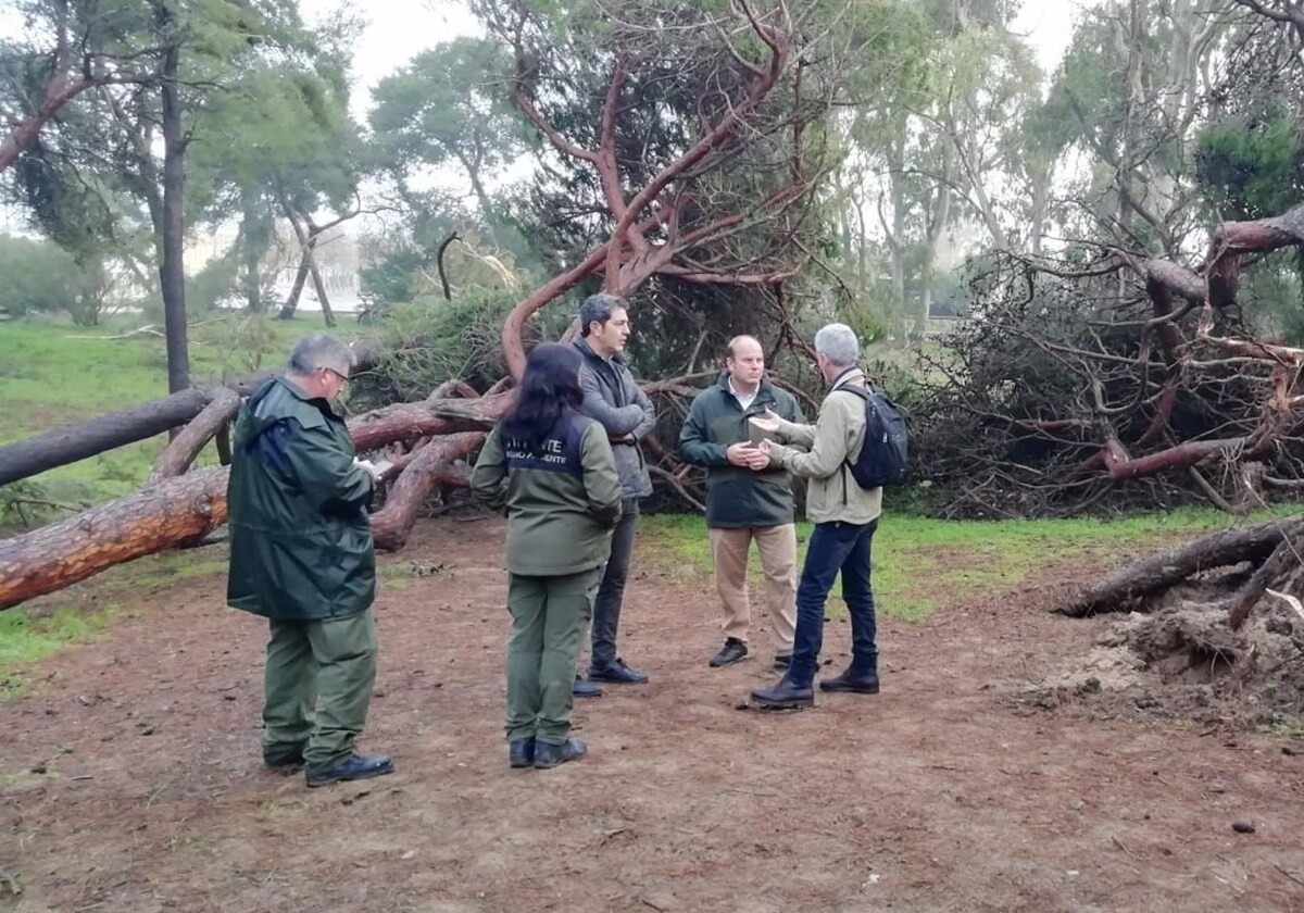 La Junta actúa en los pinares de Rota con medidas de limpieza y seguridad por los daños del temporal
