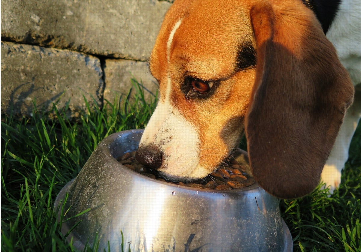 Alimentos que le das a tu perro y que no deberías volver a darle después de conocer esto