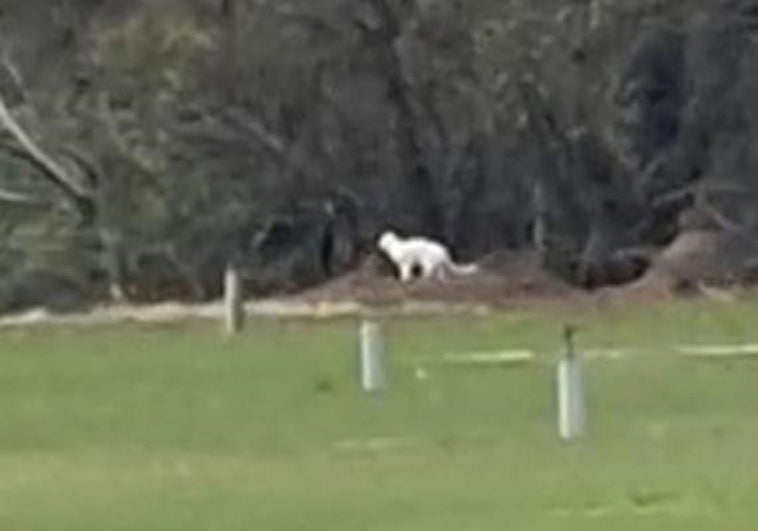 La nueva hipótesis en Cádiz: el felino blanco de Los Barrios habría regresado a casa