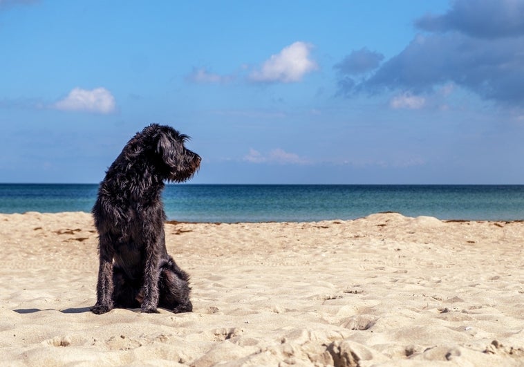 ¿Tendrá Cádiz capital su primera playa canina?