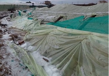 Fotos: Efectos del pedrisco de Sanlúcar en la agricultura