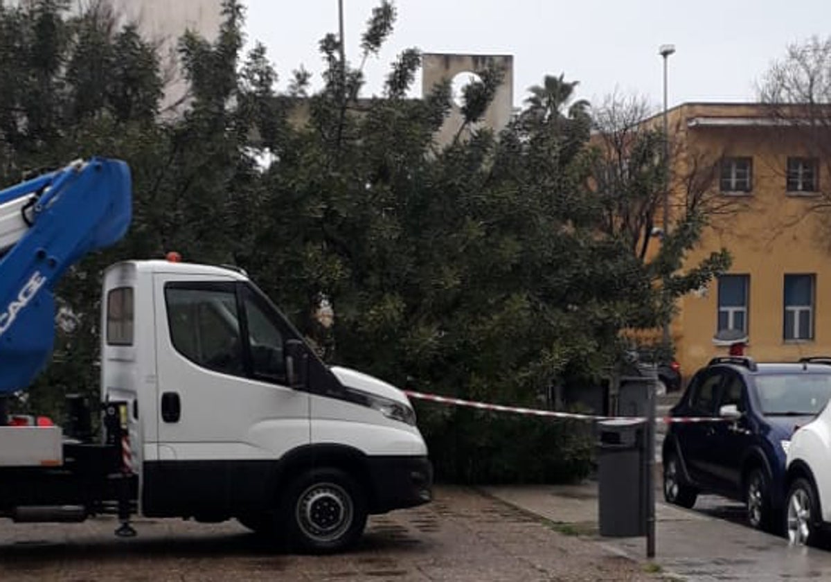 La zona de la plaza Rafael Alberti, en Cádiz, ha tenido que ser acordonada