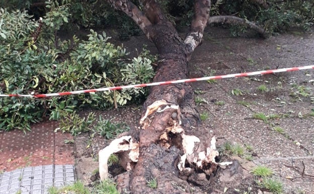 Imagen del tronco quebrado del algarrobo